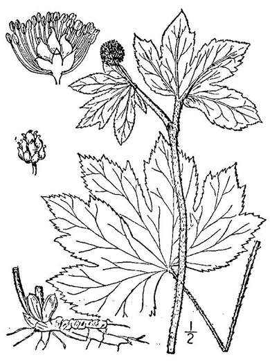 drawing of Hydrastis canadensis, Goldenseal