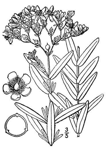 drawing of Hypericum cistifolium, Roundpod St. Johnswort