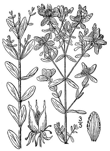 drawing of Hypericum perforatum, European St. Johnswort, Common St. Johnswort, Klamath-weed