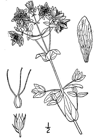 image of Hypericum pseudomaculatum, Large Spotted St. Johnswort