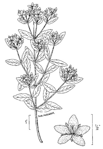 drawing of Hypericum punctatum, Spotted St. Johnswort