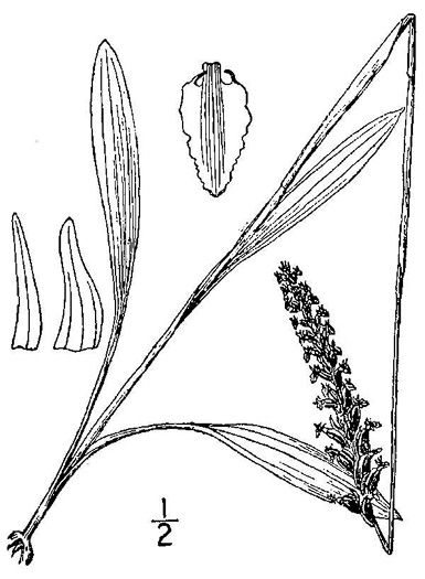 drawing of Spiranthes ovalis var. ovalis, Oval Ladies'-tresses