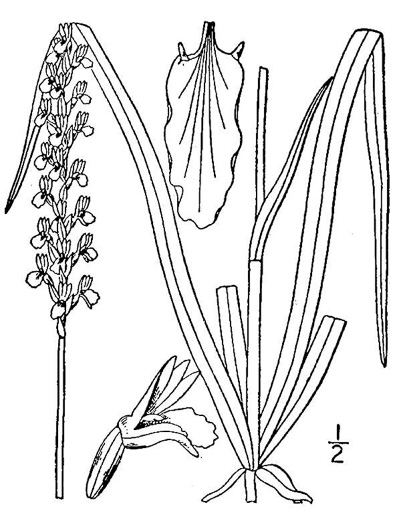 drawing of Spiranthes praecox, Grassleaf Ladies'-tresses, Giant Ladies'-tresses