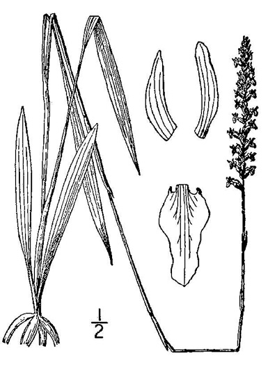 drawing of Spiranthes vernalis, Spring Ladies'-tresses