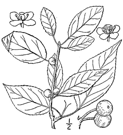 drawing of Ilex montana, Mountain Holly, Mountain Winterberry