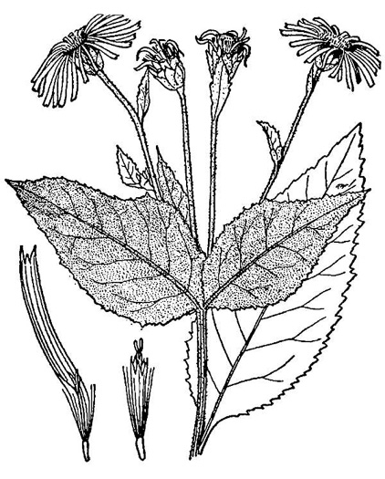 drawing of Inula helenium, Elecampane, elecampane inula