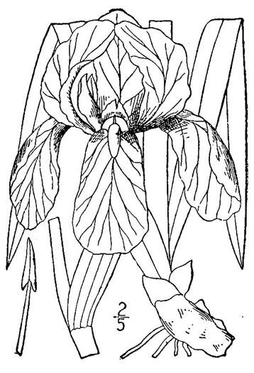 drawing of Iris germanica, German Iris, Fleur-de-Lys