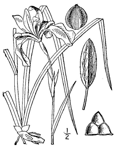 drawing of Iris prismatica, Slender Blue Flag, Slender Blue Iris