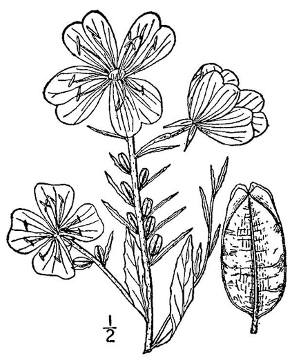 drawing of Oenothera fruticosa var. fruticosa, Narrowleaf Sundrops