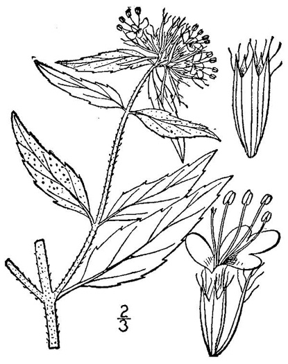 drawing of Pycnanthemum clinopodioides, basil mountain-mint
