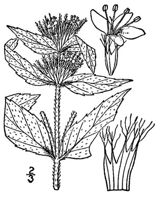 drawing of Pycnanthemum pycnanthemoides var. pycnanthemoides, Woodland Mountain-mint, Southern Mountain-mint
