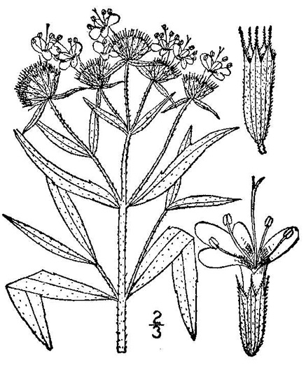 drawing of Pycnanthemum verticillatum, Whorled Mountain-mint