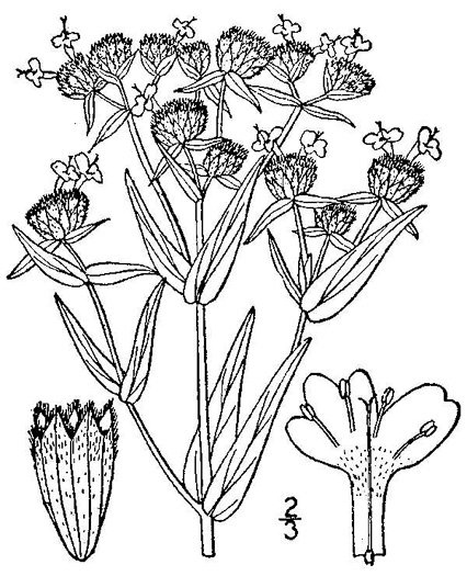drawing of Pycnanthemum virginianum, Virginia Mountain-mint