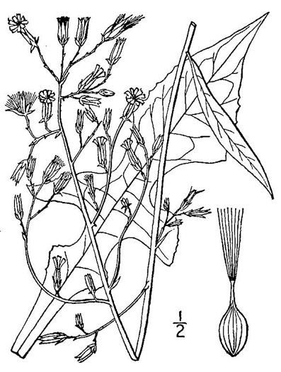drawing of Lactuca canadensis, American Wild Lettuce, Canada Lettuce