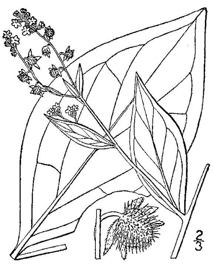 image of Hackelia virginiana, Virginia Stickseed