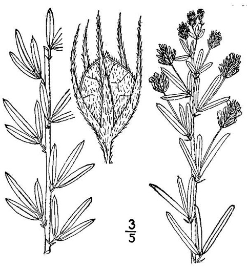 drawing of Lespedeza angustifolia, Narrow-leaved Lespedeza, Narrowleaf Bush-clover