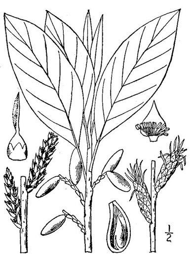drawing of Leitneria floridana, Florida Corkwood