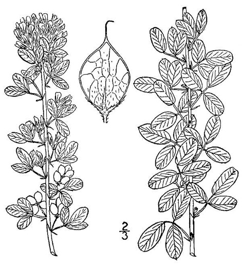 image of Lespedeza frutescens, Violet Lespedeza, Shrubby Bush-clover