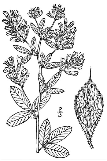 drawing of Lespedeza ×nuttallii, lespedeza hybrid