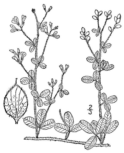 drawing of Lespedeza procumbens, Downy Trailing Lespedeza, Trailing Bush-clover