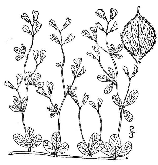 drawing of Lespedeza repens, Smooth Trailing Lespedeza, Creeping Lespedeza, Creeping Bush-clover