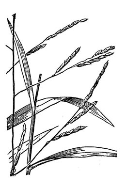 drawing of Leersia virginica, White Cutgrass, Whitegrass, Virginia Cutgrass