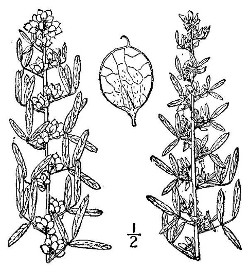 drawing of Lespedeza virginica, Virginia Lespedeza, Slender Lespedeza, Virginia Bush-clover, Slender Bush-clover