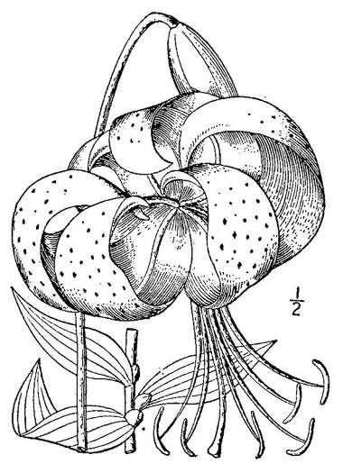 drawing of Lilium lancifolium, Tiger Lily