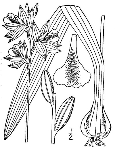 drawing of Calopogon tuberosus var. tuberosus, Common Grass-pink