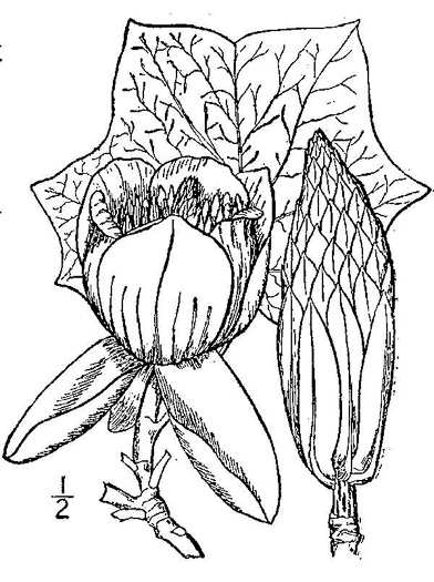 drawing of Liriodendron tulipifera var. tulipifera, Tulip-tree, Yellow Poplar, Whitewood