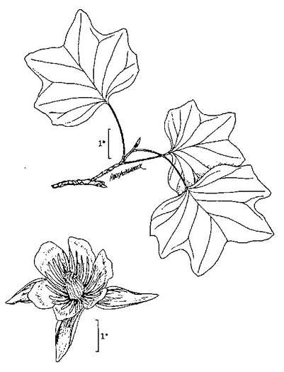 image of Liriodendron tulipifera var. tulipifera, Tulip-tree, Yellow Poplar, Whitewood