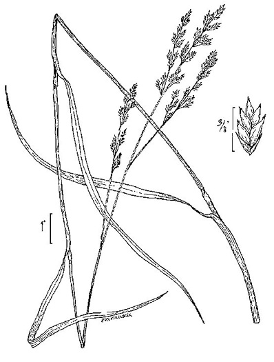 drawing of Lolium arundinaceum, Tall Fescue, Alta Fescue