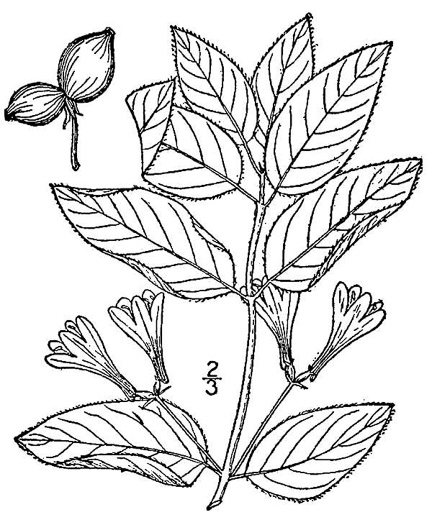 drawing of Lonicera canadensis, American Fly-honeysuckle