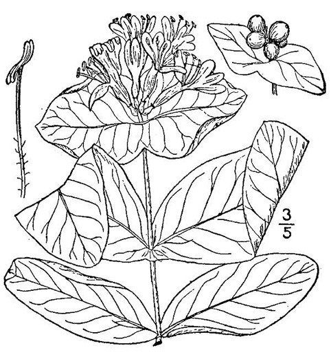 drawing of Lonicera dioica, Smooth Honeysuckle, Mountain Coral Honeysuckle, Limber Honeysuckle