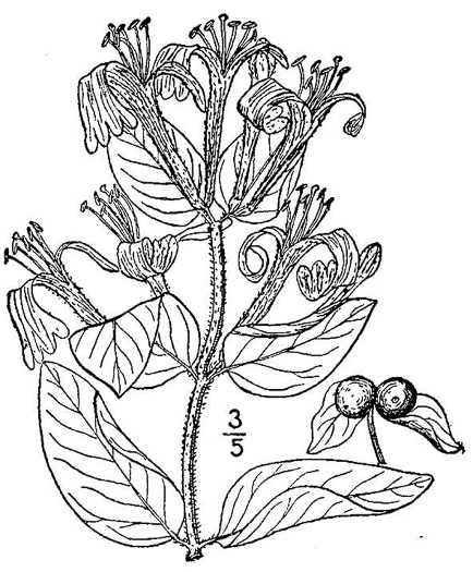 drawing of Lonicera japonica, Japanese Honeysuckle