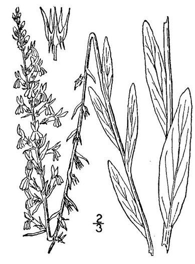 drawing of Lobelia spicata, Pale Spiked Lobelia, Palespike Lobelia