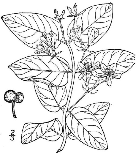 image of Lonicera tatarica, Tatarian Honeysuckle