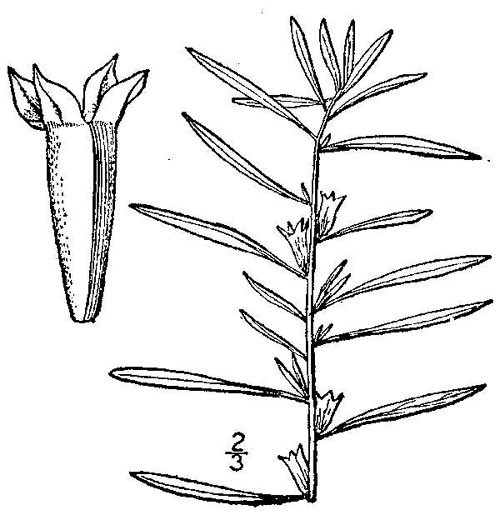 image of Ludwigia linearis +, Narrowleaf Seedbox, Slender Seedbox