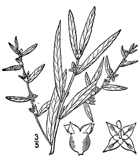 image of Ludwigia sphaerocarpa, Globe-fruited Seedbox