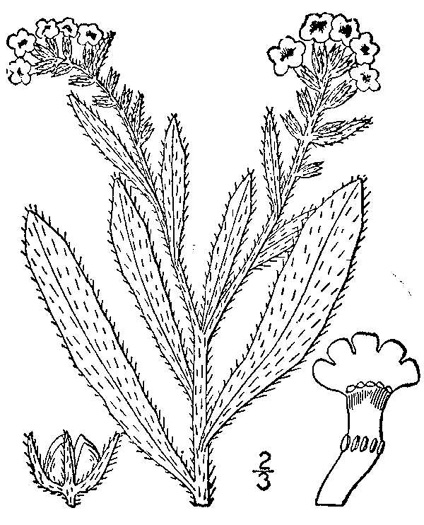 image of Lycopsis arvensis, Small Bugloss, Alkanet