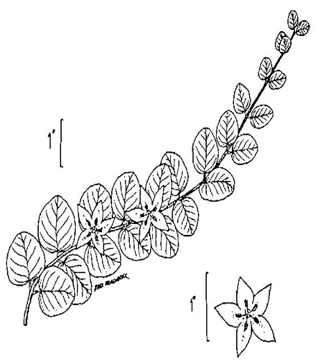 drawing of Lysimachia nummularia, Moneywort, Creeping Jenny, Creeping Charlie