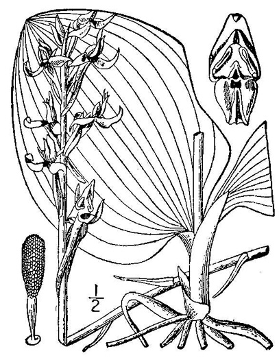 drawing of Platanthera orbiculata, Large Round-leaved Orchid, Dessert-plate Orchid