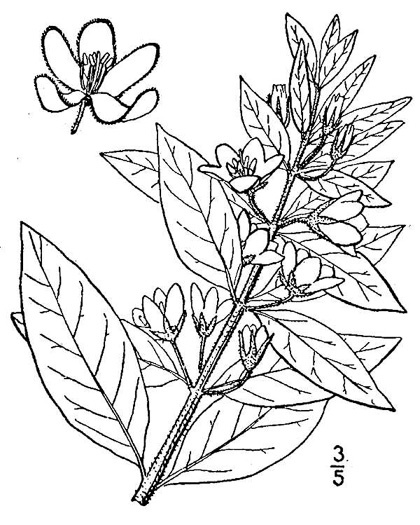 drawing of Lysimachia punctata, Spotted Loosestrife, Dotted Loosestrife, Large Loosestrife