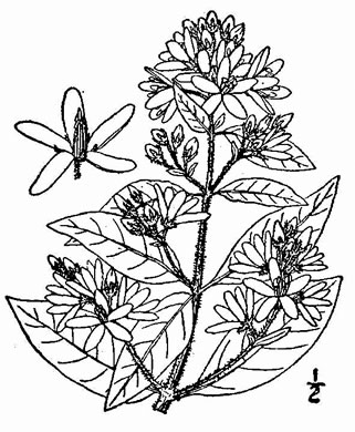 drawing of Lysimachia vulgaris, Garden Loosestrife