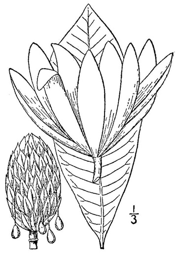 drawing of Magnolia tripetala, Umbrella Magnolia, Umbrella-tree
