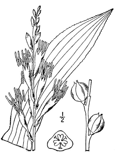 drawing of Agave virginica, Eastern Agave, Eastern False-aloe, Rattlesnake-master, American Aloe
