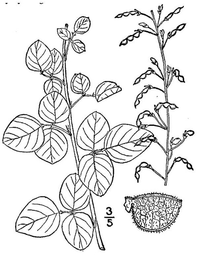 drawing of Desmodium lineatum, Matted Tick-trefoil, Sand Tick-trefoil