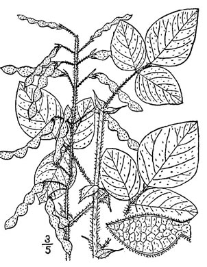 drawing of Desmodium canescens, Hoary Tick-trefoil