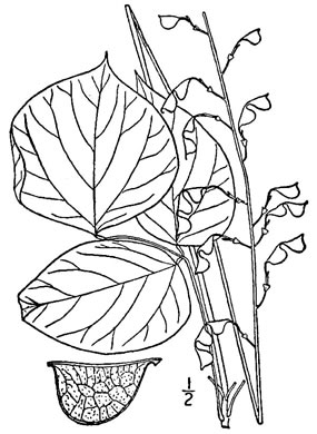 drawing of Hylodesmum glutinosum, Heartleaf Tick-trefoil, Clusterleaf Tick-trefoil, Pointedleaf Tick-Trefoil