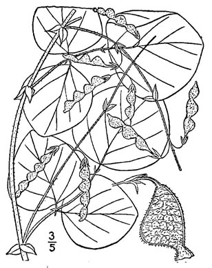 drawing of Desmodium rotundifolium, Roundleaf Tick-trefoil, Dollarleaf, Prostrate Tick-trefoil, Sessileleaf Tick-trefoil